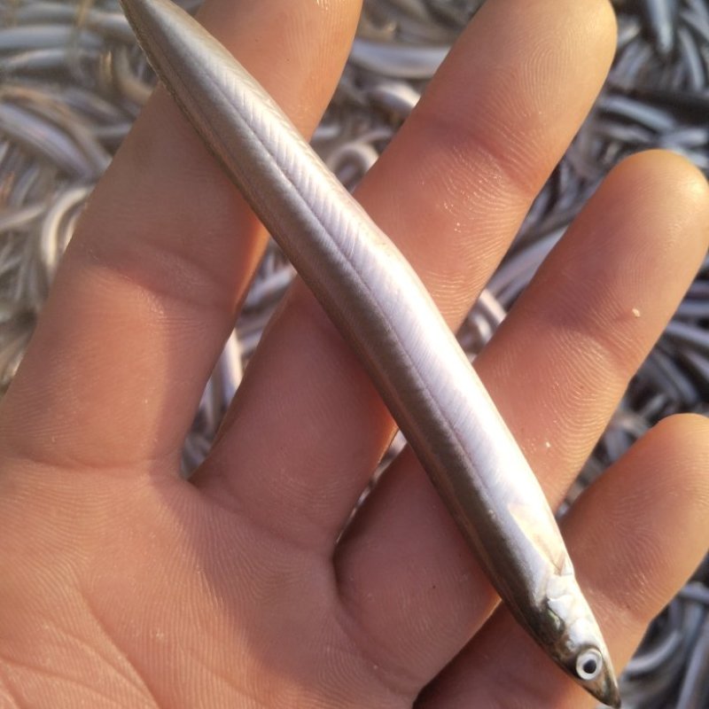 油滚子鱼