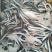 油滚子鱼
