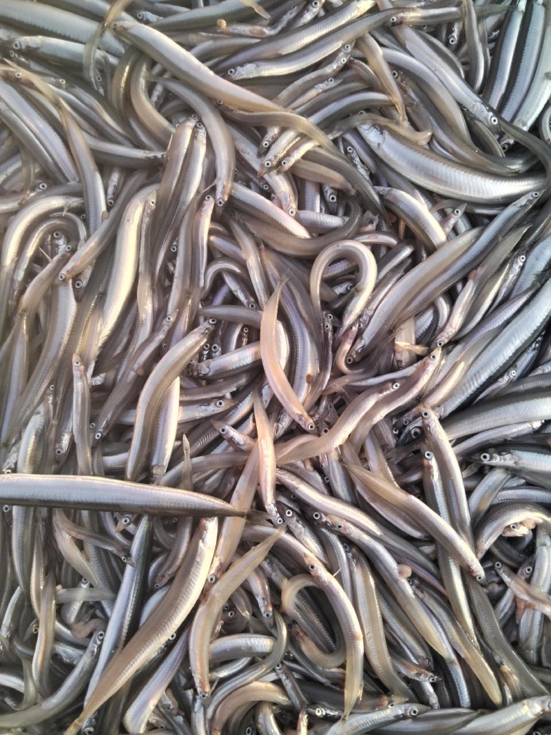 油滚子鱼