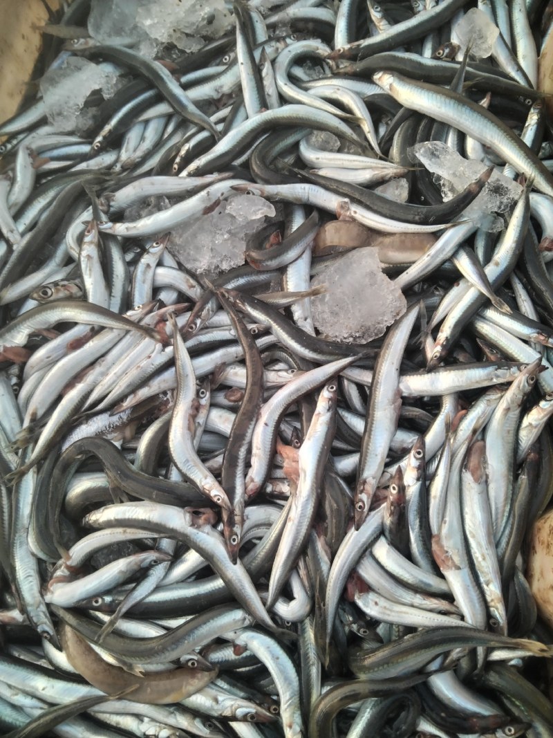 油滚子鱼