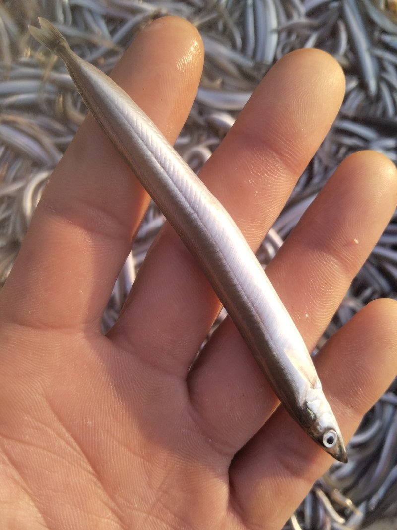 油滚子鱼