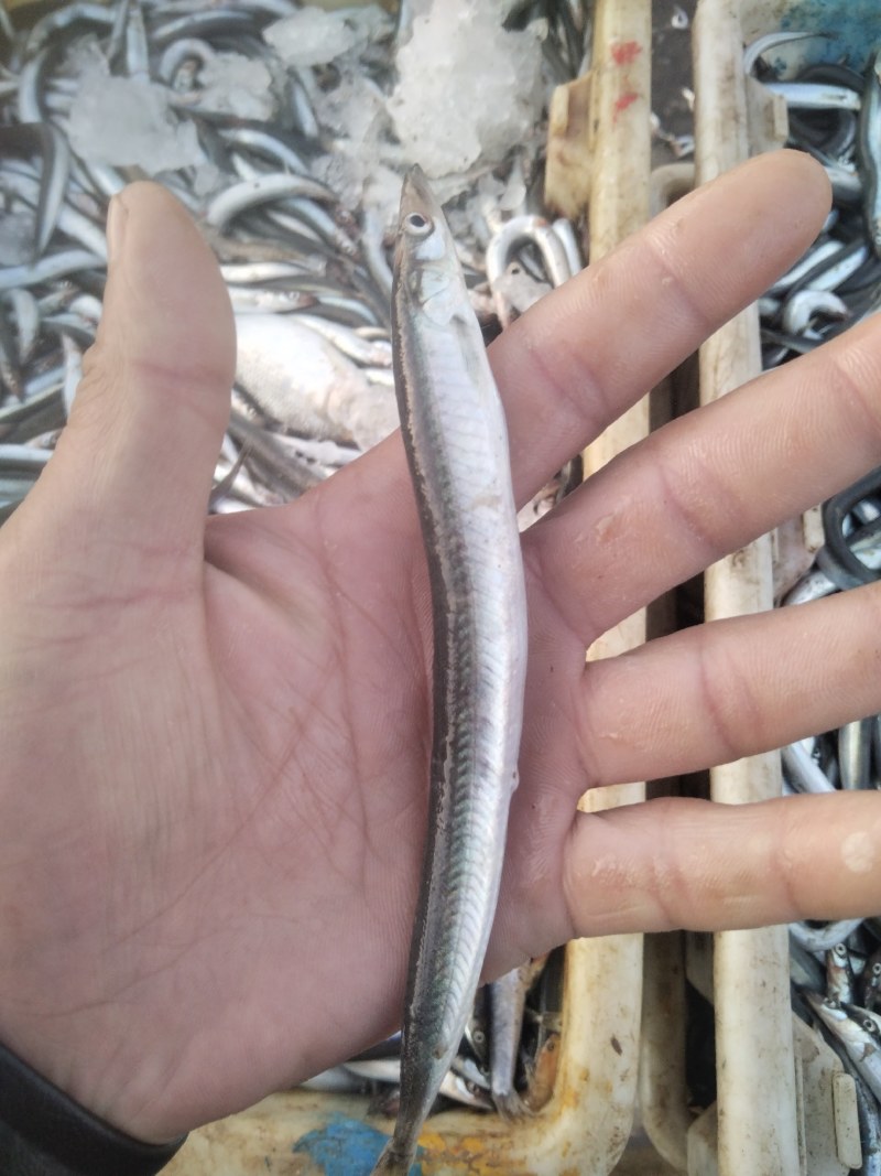油滚子鱼