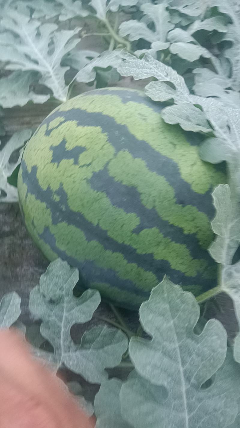 山东潍坊西瓜