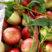 湖北金雷518油桃大量有货，甜度高，果肉脆，对接超市电商