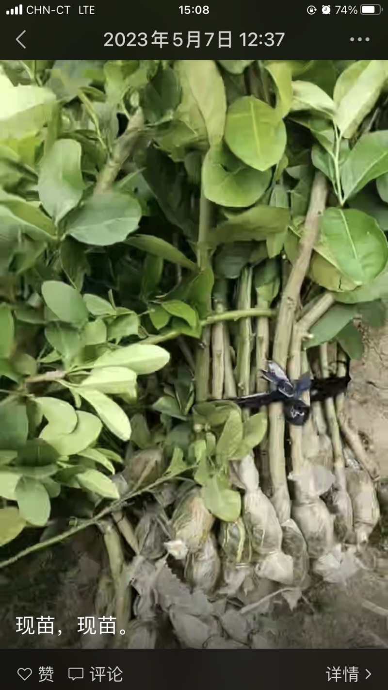 广东香水柠檬苗