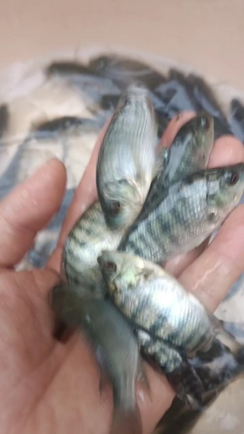 脆肉罗非鱼苗富吉罗非鱼苗奥尼罗非鱼苗淡水养殖，单性快大型