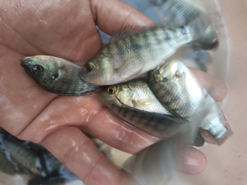 脆肉罗非鱼苗富吉罗非鱼苗奥尼罗非鱼苗淡水养殖，单性快大型