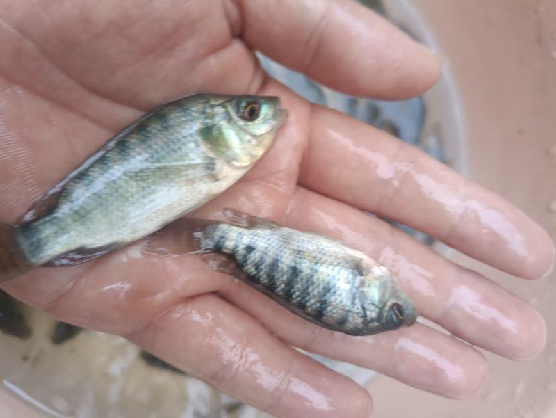 脆肉罗非鱼苗富吉罗非鱼苗奥尼罗非鱼苗淡水养殖，单性快大型