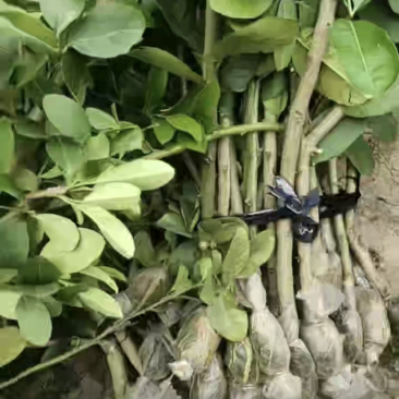 广东香水柠檬苗