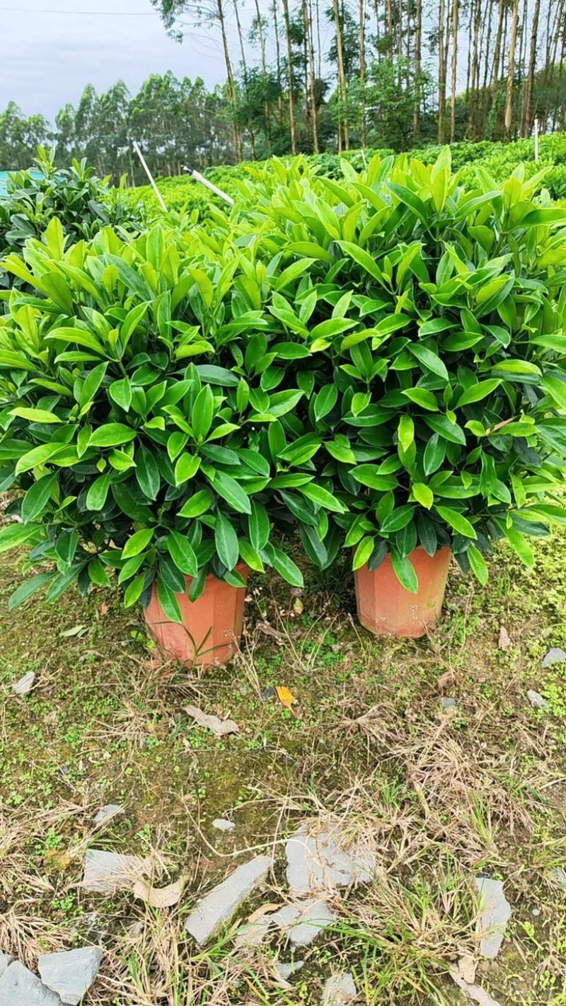 35盆非洲茉莉盆上60-70高度！球形，开平，批发，基地