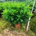 32盆，40盆非洲茉莉档口货！基地直销