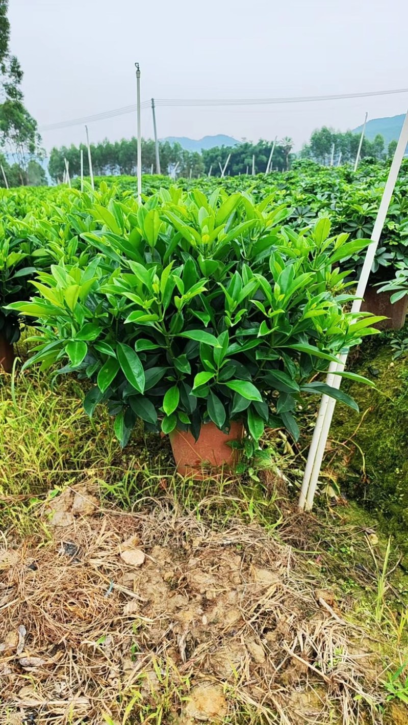 32盆，40盆非洲茉莉档口货！基地直销