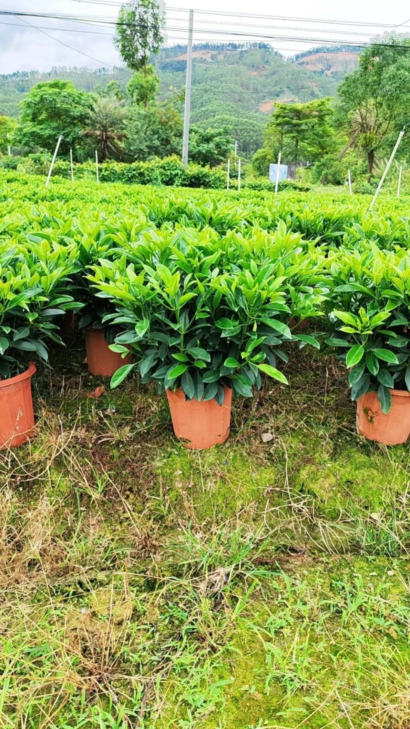 32盆，40盆非洲茉莉档口货！基地直销