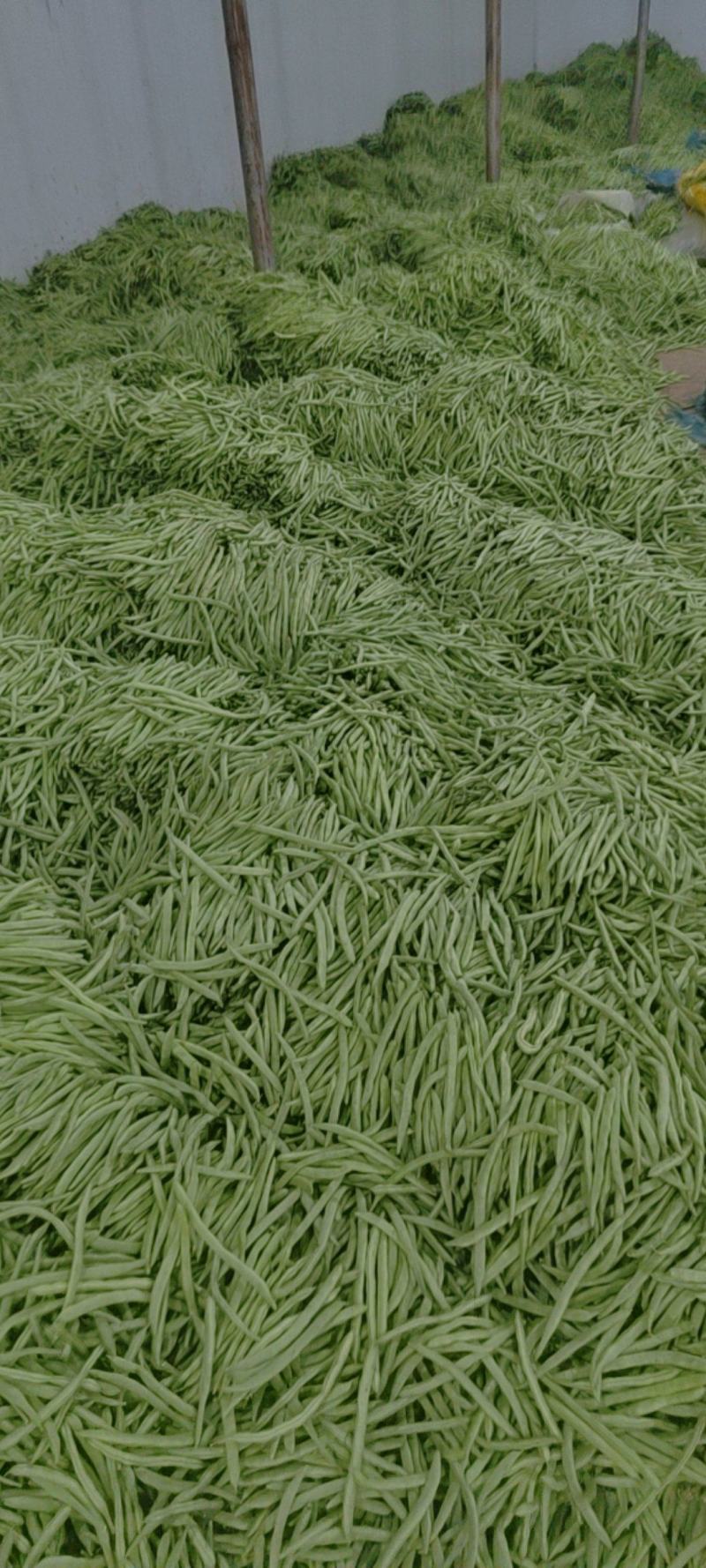 小金豆大量上市从垃圾到精品需要联系全国各地带发