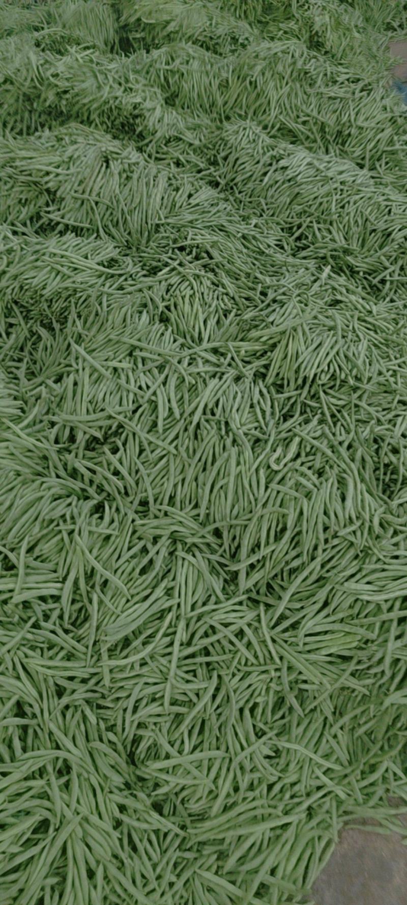小金豆大量上市从垃圾到精品需要联系全国各地带发