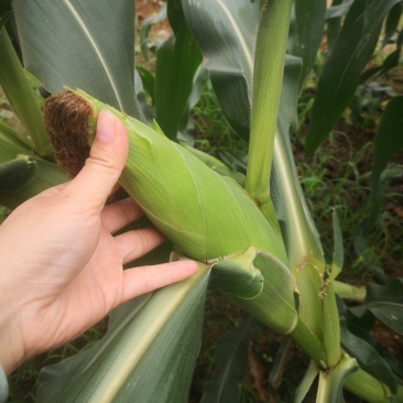 广西青桐玉米大量上市