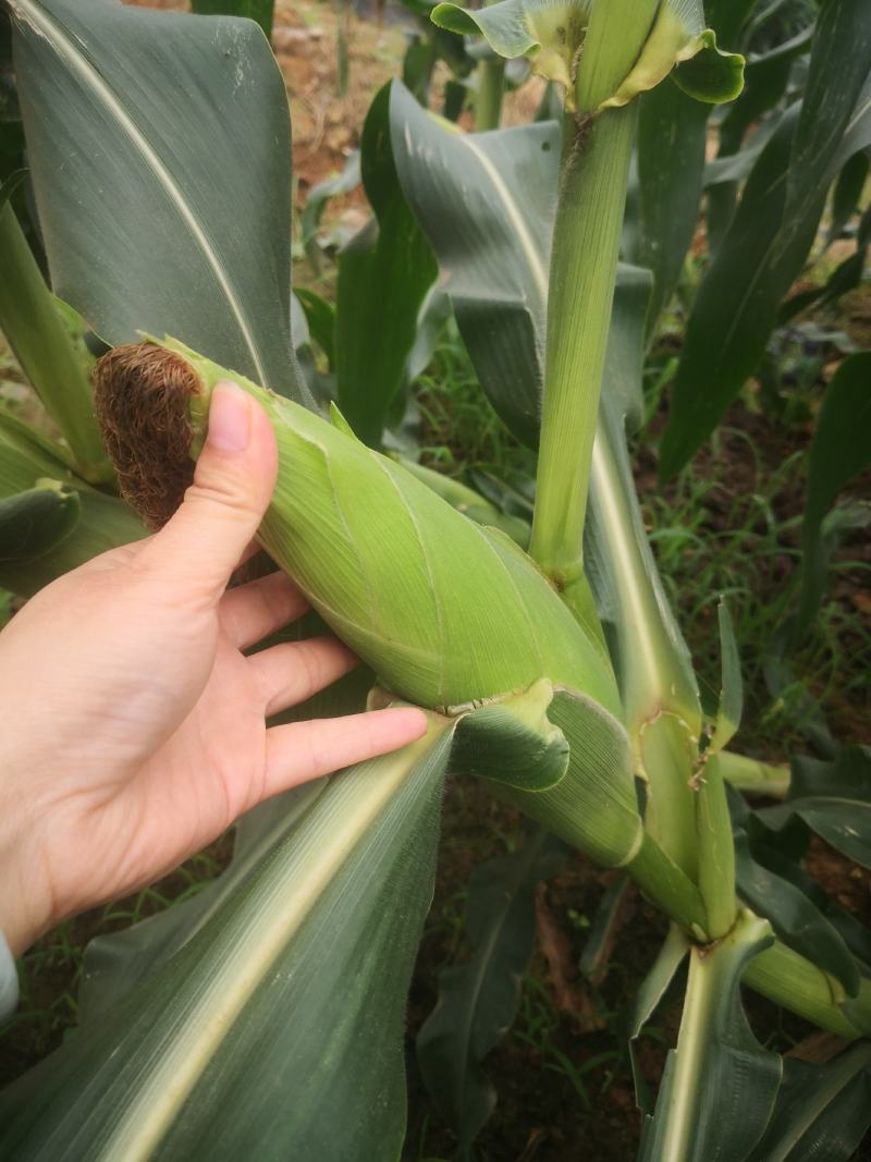 广西青桐玉米大量上市