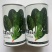 墨龙618进口菠菜品种高产耐抽苔品种春秋种植品种种子