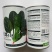 墨龙618进口菠菜品种高产耐抽苔品种春秋种植品种种子