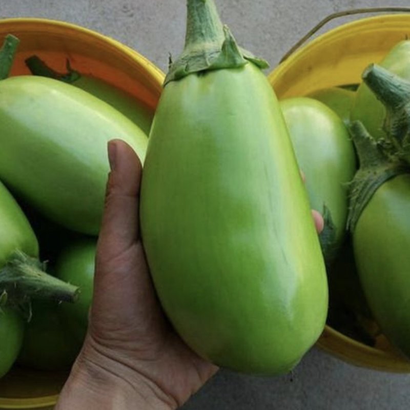 南阳绿茄子精品青茄子产地大量供货质量保证欢迎联系