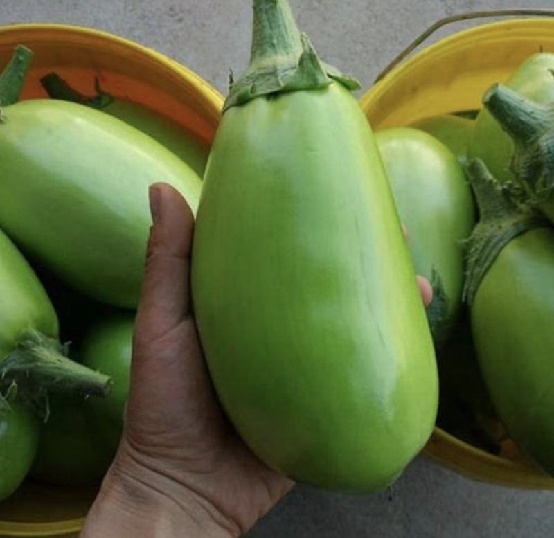 南阳绿茄子精品青茄子产地大量供货质量保证欢迎联系
