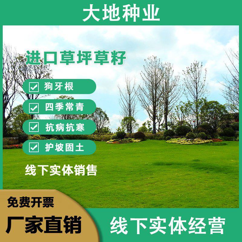 狗牙根草坪种子匍匐茎种籽四季常青护坡固土草籽耐旱耐践