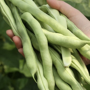 南阳四季豆白芸豆白不老大量供货产地直供供全国商