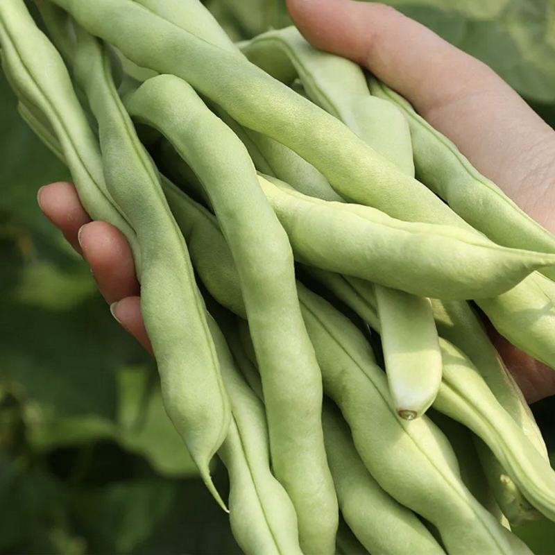 南阳四季豆白芸豆白不老大量供货产地直供供全国商