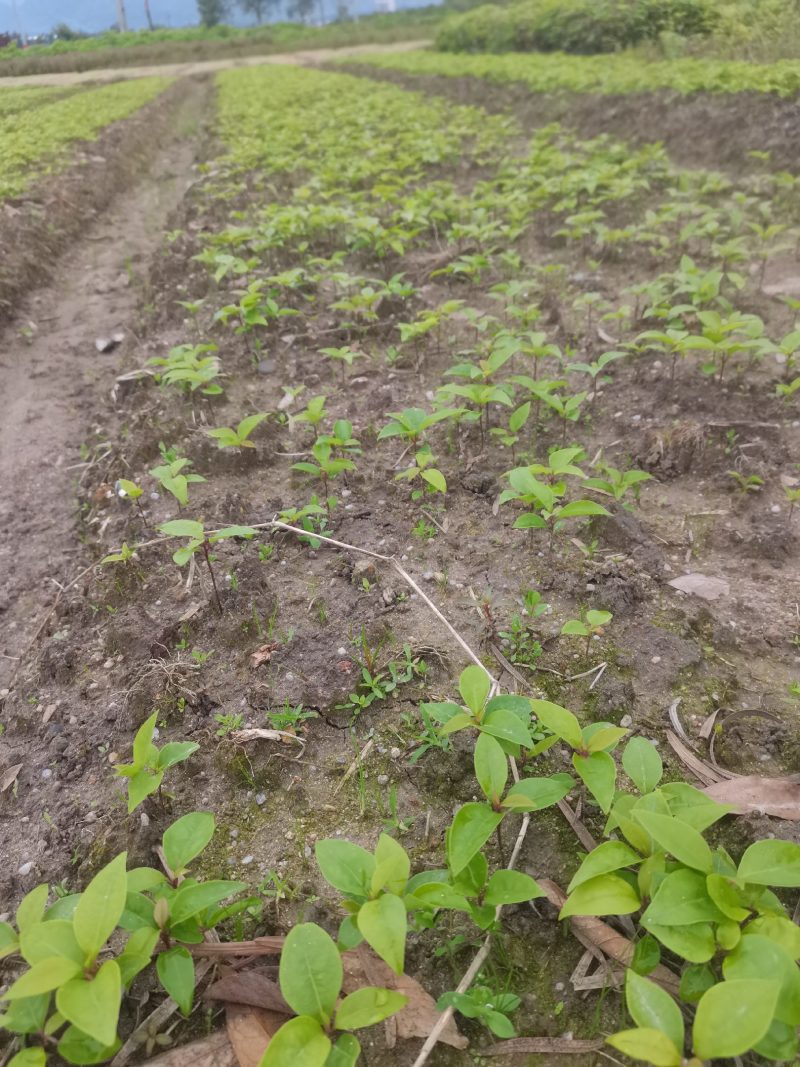 香樟芽苗