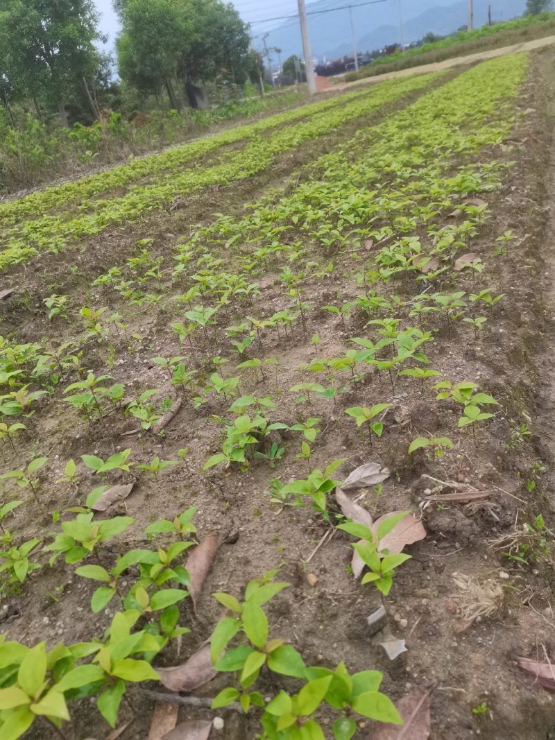 香樟芽苗