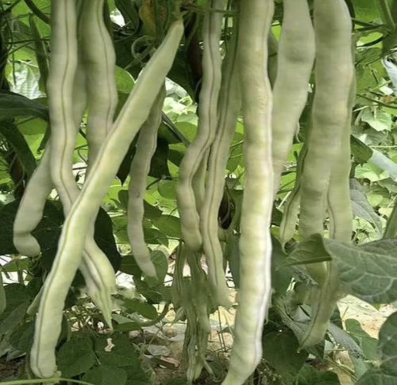 南阳四季豆白芸豆白不老大量供货产地直供供全国商