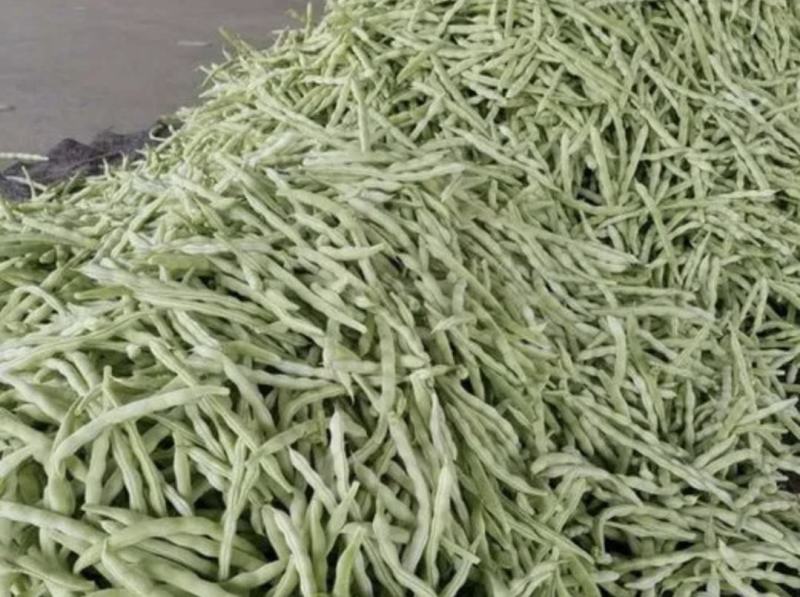 南阳四季豆白芸豆白不老大量供货产地直供供全国商