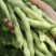 南阳四季豆白芸豆白不老大量供货产地直供供全国商