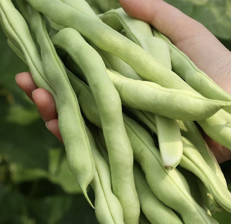 南阳四季豆白芸豆白不老大量供货产地直供供全国商