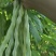 南阳四季豆白芸豆白不老大量供货产地直供供全国商