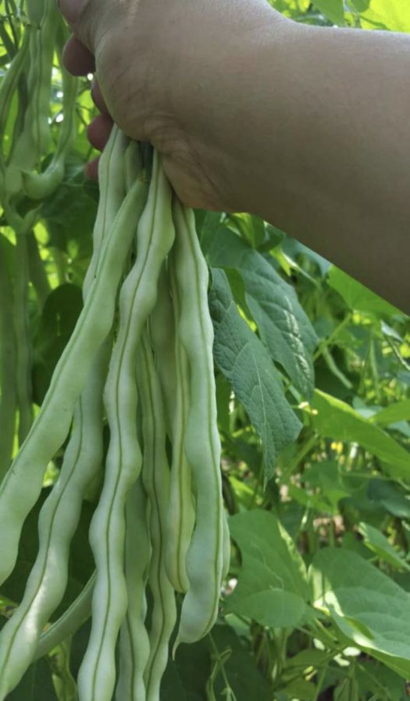 南阳四季豆白芸豆白不老大量供货产地直供供全国商