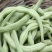 南阳四季豆白芸豆白不老大量供货产地直供供全国商