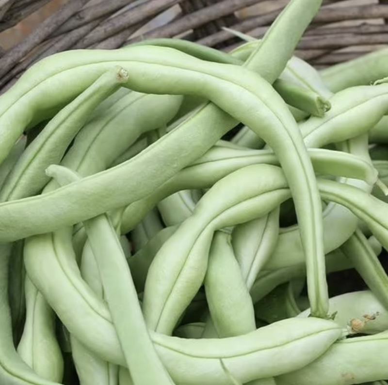 南阳四季豆白芸豆白不老大量供货产地直供供全国商
