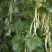 南阳四季豆白芸豆白不老大量供货产地直供供全国商