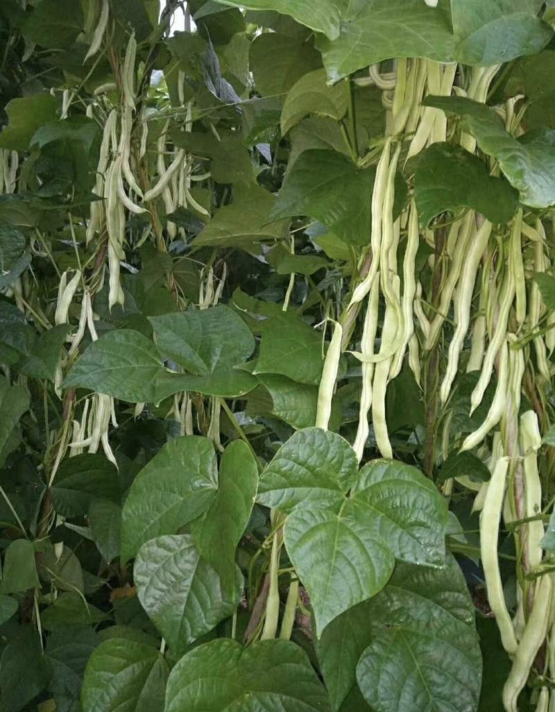 南阳四季豆白芸豆白不老大量供货产地直供供全国商