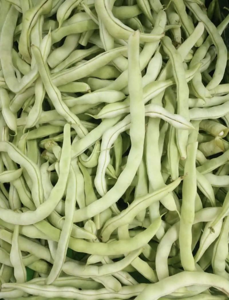 南阳四季豆白芸豆白不老大量供货产地直供供全国商