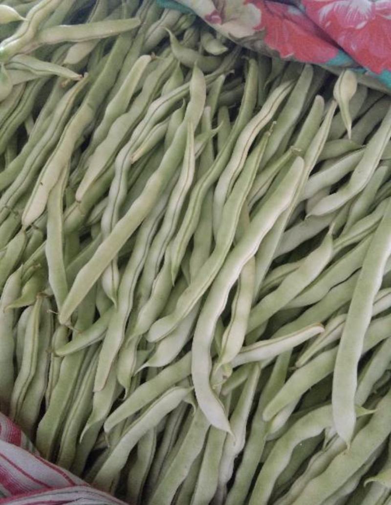 南阳四季豆白芸豆白不老大量供货产地直供供全国商