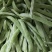 南阳四季豆白芸豆白不老大量供货产地直供供全国商