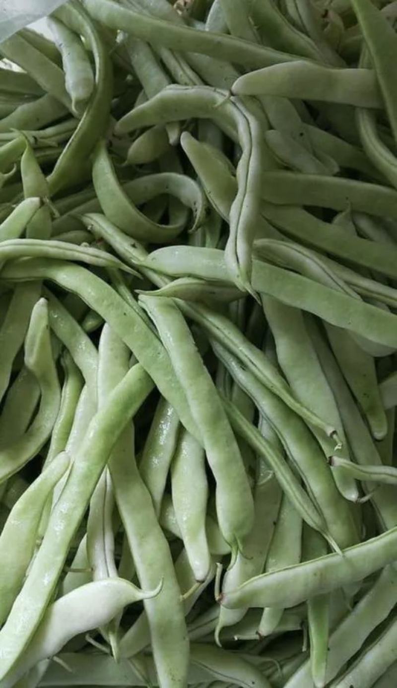 南阳四季豆白芸豆白不老大量供货产地直供供全国商