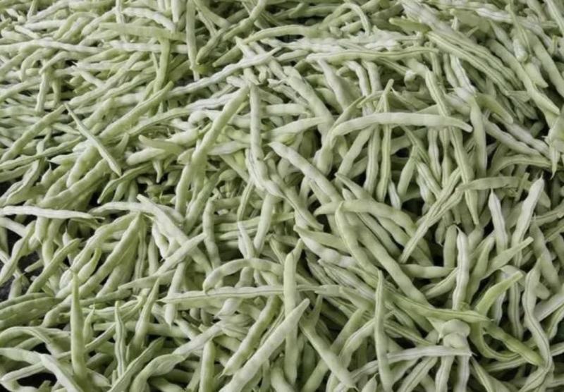 南阳四季豆白芸豆白不老大量供货产地直供供全国商