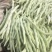 南阳四季豆白芸豆白不老大量供货产地直供供全国商