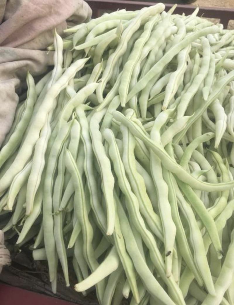 南阳四季豆白芸豆白不老大量供货产地直供供全国商