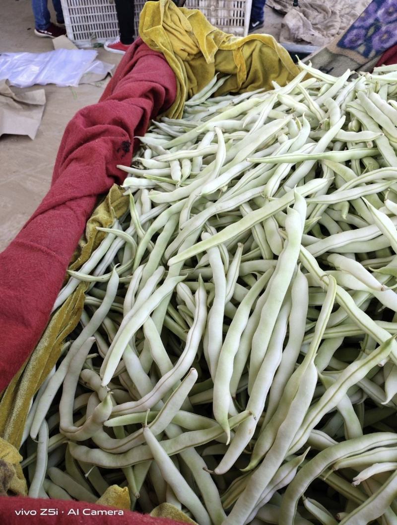 南阳四季豆白芸豆白不老大量供货产地直供供全国商