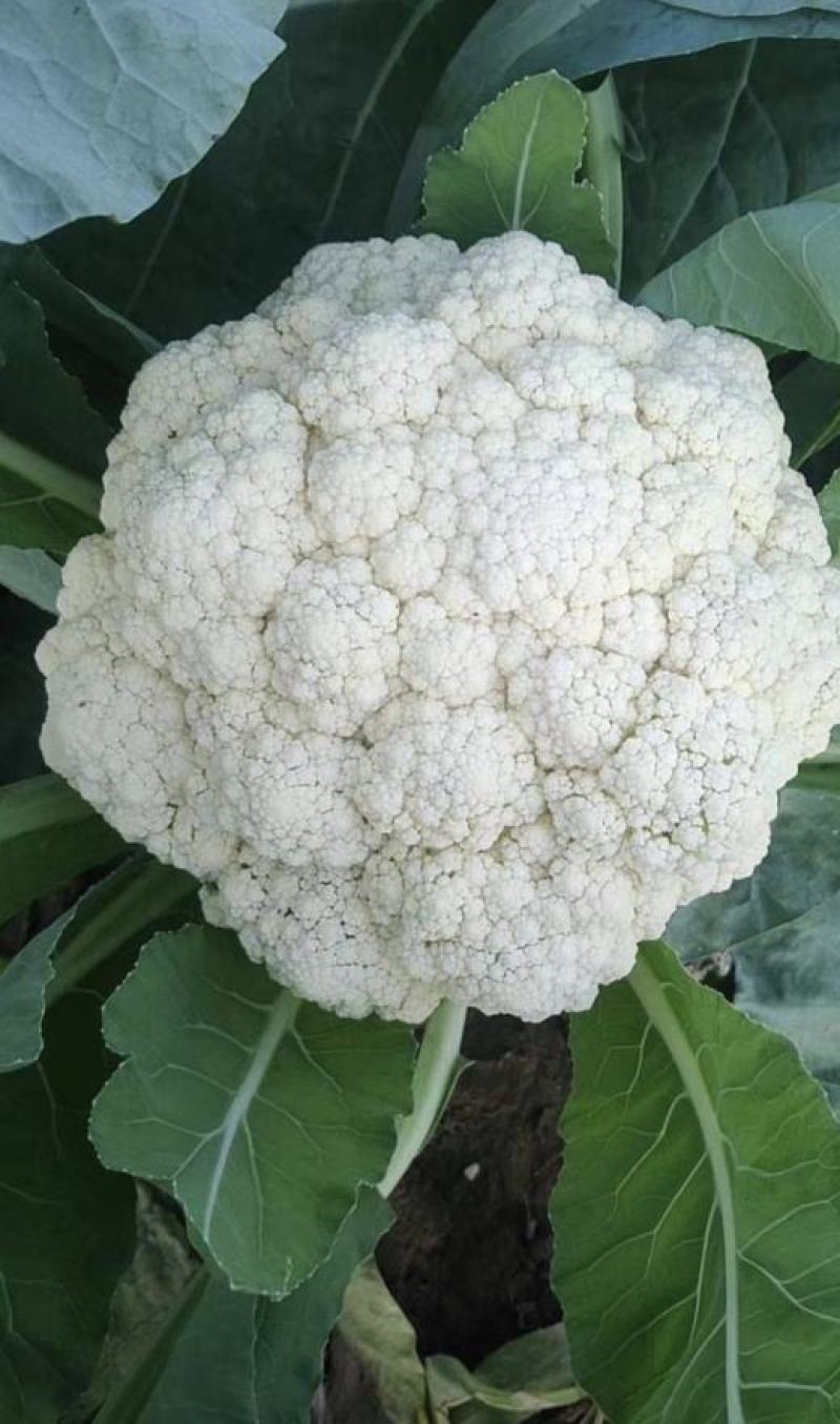 有机花菜精品松花菜无虫无腐烂协助找车找货源全国发