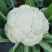 有机花菜精品松花菜无虫无腐烂协助找车找货源全国发
